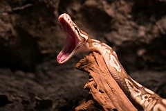 Berkenhofs Tropical Zoo Kwadendamme