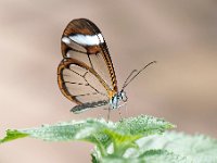 20160730 0039 : Glasvleugelvlinder, KLein Costa Rica