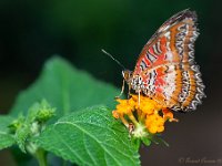 20180610 0013 : KLein Costa Rica