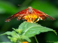 20180610 0017 : KLein Costa Rica