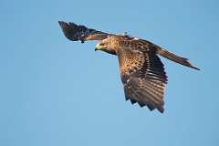 Roofvogelshow Overpelt 2015