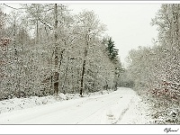 20101130 0001 : Verkensbos