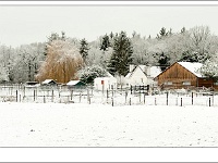 20101217 0054 : Gerard, Verkensbos