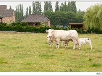 20110607 0006 : Achterhoek