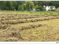 20110802 0036 : Verkensbos