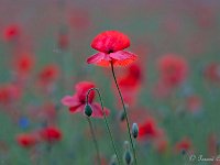 20160606 0120  Poppies aan de Beverbeekse Heide : Beverbeekse Heide