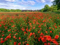 20170605 0040-HDR : Belgie, Beverbeekse Heide, Hamont-Achel, Plaatsen