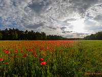 20170605 0086-Pano : Belgie, Beverbeekse Heide, Hamont-Achel, Plaatsen