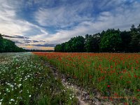 20170605 0122-HDR : Belgie, Beverbeekse Heide, Hamont-Achel, Plaatsen