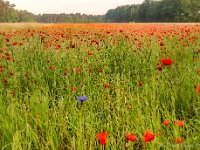 20180528 0125 : Beverbeekse Heide