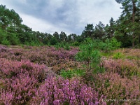 20200909 50 focusstacking : Beverbeekse Heide