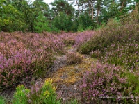 20200909 0111 : Beverbeekse Heide