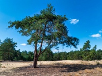 20200910 0031 : Beverbeekse Heide