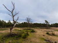 20210114 0010  Beverbeekse Heide : Beverbeekse Heide