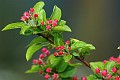 Malus Red Sentinel_20070407-1