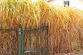 Goud gekleurd gras in de Kleine Bien