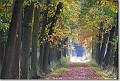 Herfstkleuren Beverbeek 3 : Beverbeek