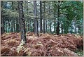 Herfstkleuren Verkensbos