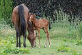 Merrie en veulen op de Winter