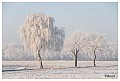 Sneeuwlandschap De Hees 1 : Hamont, Hees