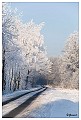 Sneeuwlandschap Verkensbos 3 : Hamont, Verkensbos