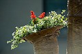 Gerard__20100519_038