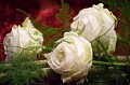 Gerard__20100521_006