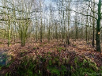 20210204 0022  Door de bomen het bos niet meer zien? : Achel Trappistenwandeling 2021