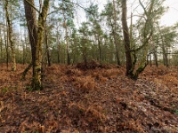 20210204 0036  Rozendaal : Achel Trappistenwandeling 2021