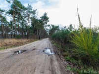 20210204 0041  Beverbeekse Heide : Achel Trappistenwandeling 2021