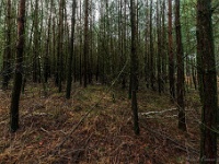 20210204 0058  Beverbeekse Heide : Achel Trappistenwandeling 2021