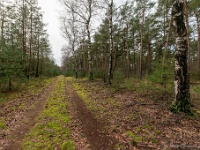 20210204 0078  Beverbeekse Heide : Achel Trappistenwandeling 2021