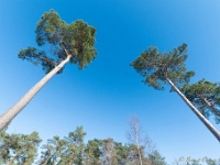 20210213 0130 : Achel Trappistenwandeling 2021