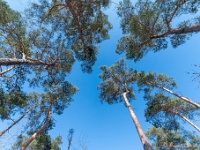 20210211 0070 : Beverbeek Tomp wandeling 2021