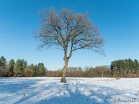 20210211 0082 : Beverbeek Tomp wandeling 2021