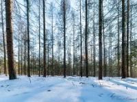 20210211 0088 : Beverbeek Tomp wandeling 2021
