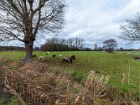 20210121 0012 Achterhoek Lillerdijk : Chimay Trappisten wandelroute 2021, Achterhoek