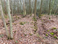 20210121 0016 Verkensbos : Chimay Trappisten wandelroute 2021, Verkensbos