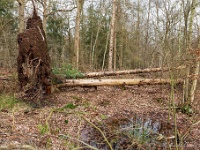 20210121 0018 Verkensbos : Chimay Trappisten wandelroute 2021, Verkensbos