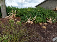 20210121 0060  Eigenzinnig tuinconcept : Chimay Trappisten wandelroute 2021, Het Lo