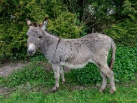 20170421 0053 : Achterhoek, Ezels
