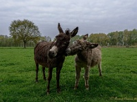 20170421 0054 : Achterhoek, Ezels
