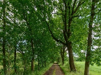 20170609 0042 : Verkensbos