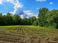 20170609 0045 : Verkensbos