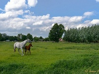 20170609 0070 : Achterhoek