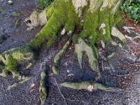 20210124 0068  Wortelstilleven : Engelszell Trappisten wandelroute 2021, Wandelingen, Achel centrum