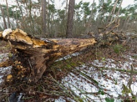 20210124 0091  Witteberg : Engelszell Trappisten wandelroute 2021, Wandelingen, Witteberg