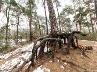 20210124 0095  Schepping van de natuur : Engelszell Trappisten wandelroute 2021, Wandelingen, Witteberg