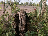 20161009 0379 : In het voetspoor van de Teuten 2016