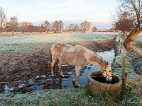 20181226 0033  De paarden van Jan... : Wandelingen, Kerstwandeling Kerstmis 2018